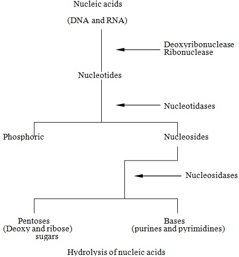 hydrolysis of nucleic acids